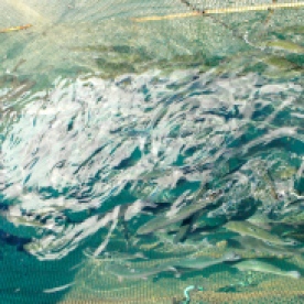 Detail from the trout farm